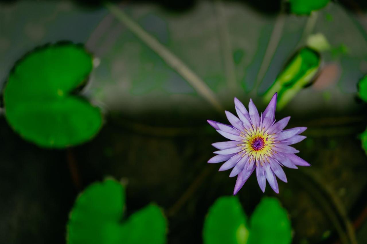 Jungle Lotus Villas Ubud Zewnętrze zdjęcie